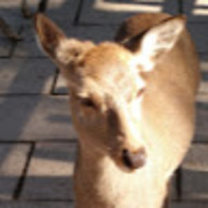 Meet your Posher, Alex